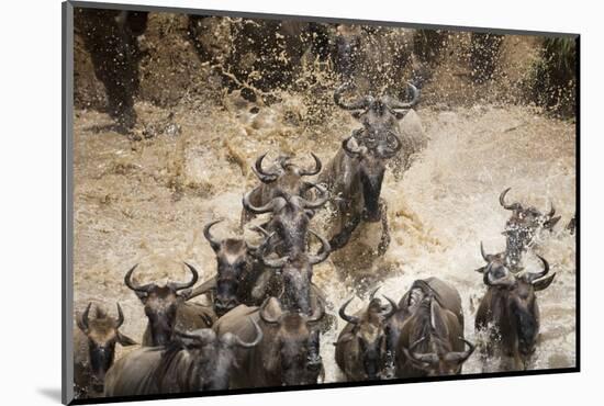 Wildebeest Migration, Masai Mara Game Reserve, Kenya-Paul Souders-Mounted Photographic Print