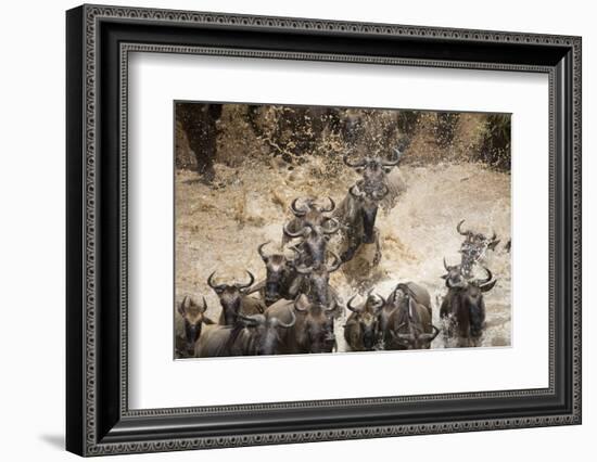 Wildebeest Migration, Masai Mara Game Reserve, Kenya-Paul Souders-Framed Photographic Print