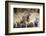 Wildebeest Migration, Masai Mara Game Reserve, Kenya-Paul Souders-Framed Photographic Print