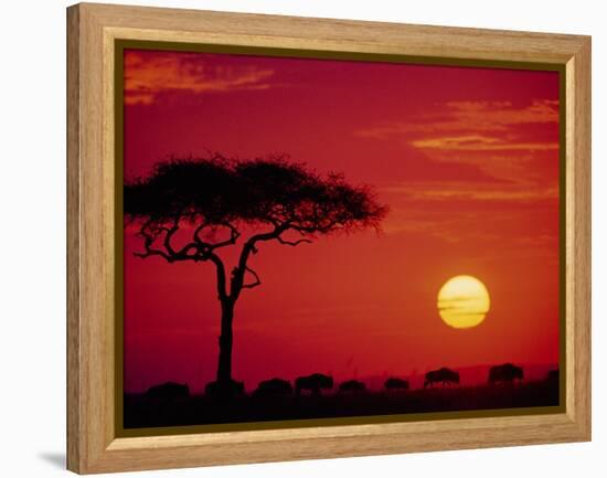 Wildebeest Migration, Masai Mara, Kenya-Dee Ann Pederson-Framed Premier Image Canvas