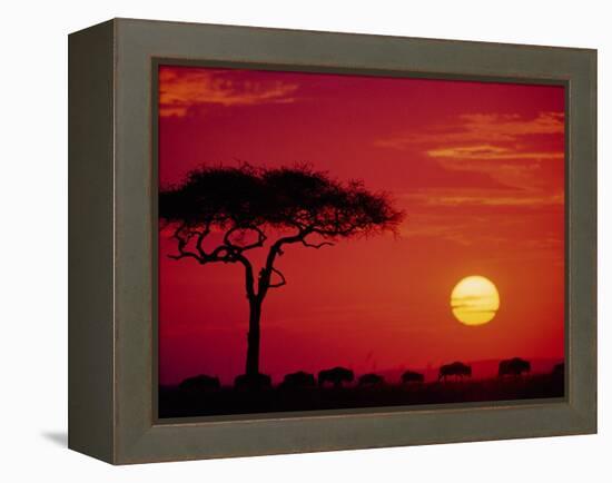 Wildebeest Migration, Masai Mara, Kenya-Dee Ann Pederson-Framed Premier Image Canvas