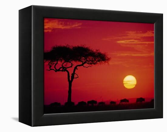 Wildebeest Migration, Masai Mara, Kenya-Dee Ann Pederson-Framed Premier Image Canvas