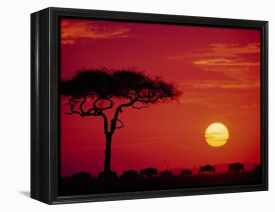 Wildebeest Migration, Masai Mara, Kenya-Dee Ann Pederson-Framed Premier Image Canvas