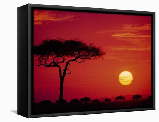 Wildebeest Migration, Masai Mara, Kenya-Dee Ann Pederson-Framed Premier Image Canvas