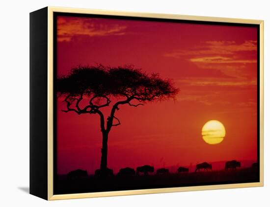 Wildebeest Migration, Masai Mara, Kenya-Dee Ann Pederson-Framed Premier Image Canvas