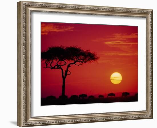 Wildebeest Migration, Masai Mara, Kenya-Dee Ann Pederson-Framed Photographic Print