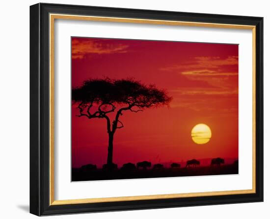 Wildebeest Migration, Masai Mara, Kenya-Dee Ann Pederson-Framed Photographic Print