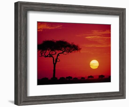 Wildebeest Migration, Masai Mara, Kenya-Dee Ann Pederson-Framed Photographic Print