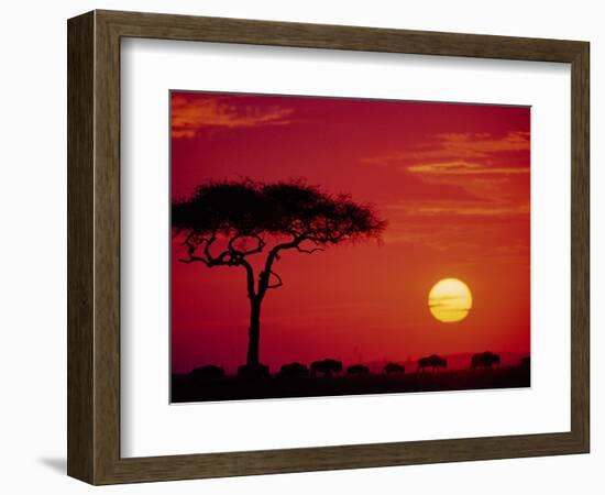 Wildebeest Migration, Masai Mara, Kenya-Dee Ann Pederson-Framed Photographic Print