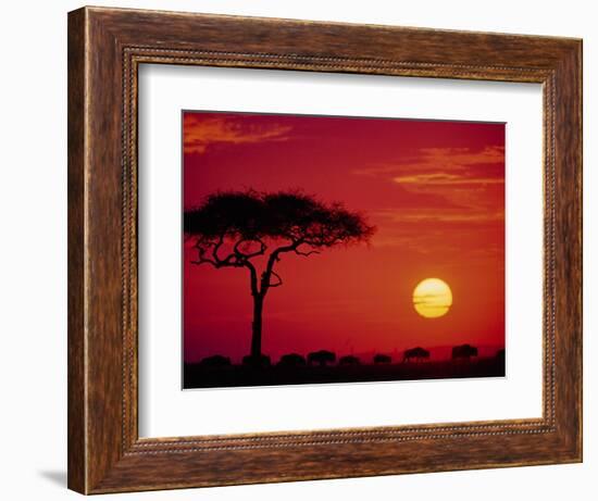 Wildebeest Migration, Masai Mara, Kenya-Dee Ann Pederson-Framed Photographic Print