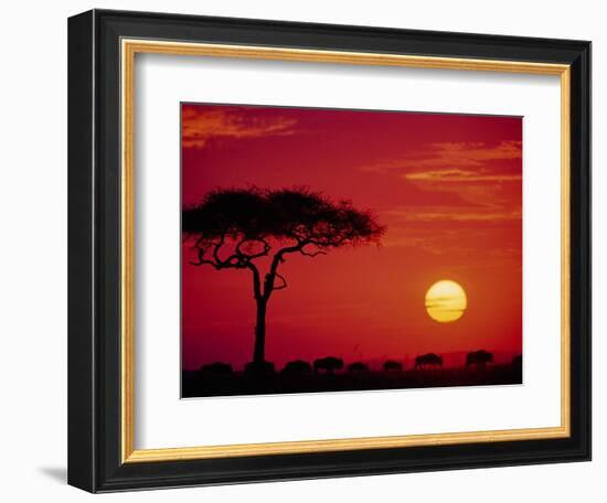 Wildebeest Migration, Masai Mara, Kenya-Dee Ann Pederson-Framed Photographic Print