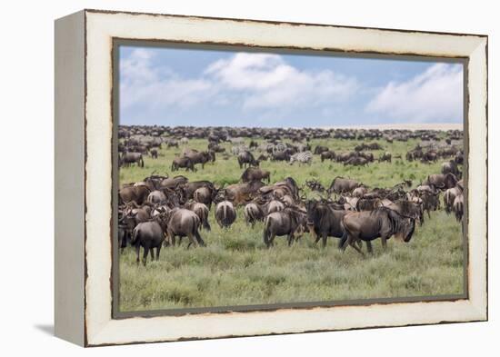 Wildebeest migration, Serengeti National Park, Tanzania, Africa-Adam Jones-Framed Premier Image Canvas