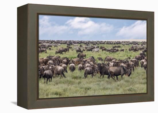 Wildebeest migration, Serengeti National Park, Tanzania, Africa-Adam Jones-Framed Premier Image Canvas