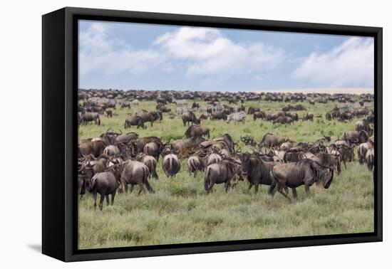 Wildebeest migration, Serengeti National Park, Tanzania, Africa-Adam Jones-Framed Premier Image Canvas