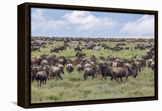 Wildebeest migration, Serengeti National Park, Tanzania, Africa-Adam Jones-Framed Premier Image Canvas