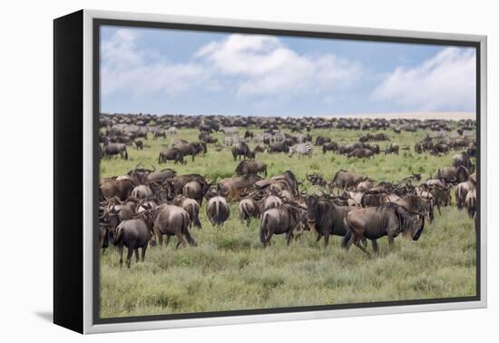 Wildebeest migration, Serengeti National Park, Tanzania, Africa-Adam Jones-Framed Premier Image Canvas