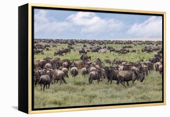 Wildebeest migration, Serengeti National Park, Tanzania, Africa-Adam Jones-Framed Premier Image Canvas