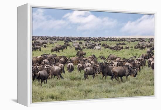 Wildebeest migration, Serengeti National Park, Tanzania, Africa-Adam Jones-Framed Premier Image Canvas