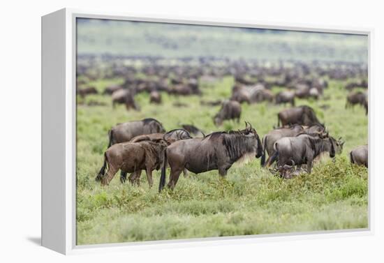 Wildebeest migration, Serengeti National Park, Tanzania, Africa-Adam Jones-Framed Premier Image Canvas