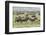 Wildebeest migration, Serengeti National Park, Tanzania, Africa-Adam Jones-Framed Photographic Print