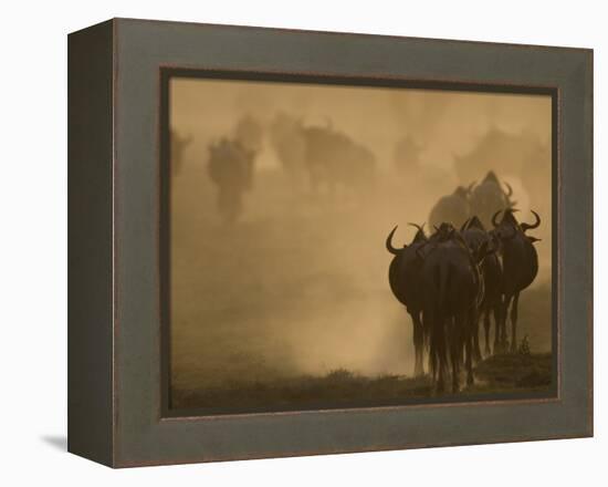 Wildebeest Migration, Tanzania-Charles Sleicher-Framed Premier Image Canvas