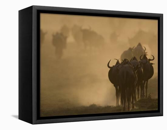 Wildebeest Migration, Tanzania-Charles Sleicher-Framed Premier Image Canvas