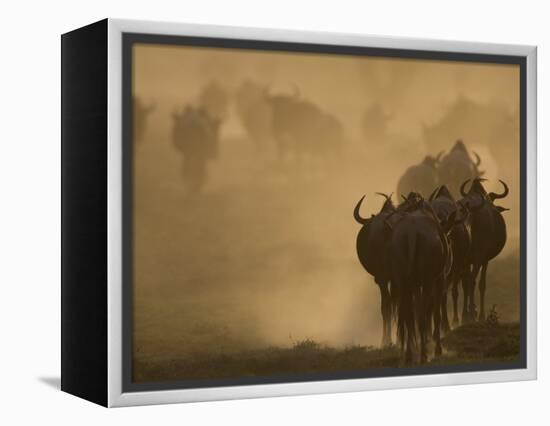 Wildebeest Migration, Tanzania-Charles Sleicher-Framed Premier Image Canvas