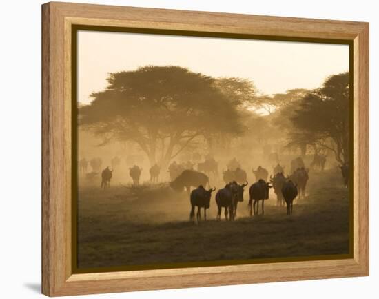 Wildebeest Migration, Tanzania-Charles Sleicher-Framed Premier Image Canvas