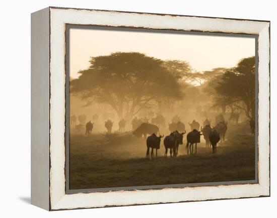 Wildebeest Migration, Tanzania-Charles Sleicher-Framed Premier Image Canvas