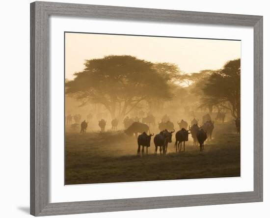 Wildebeest Migration, Tanzania-Charles Sleicher-Framed Photographic Print