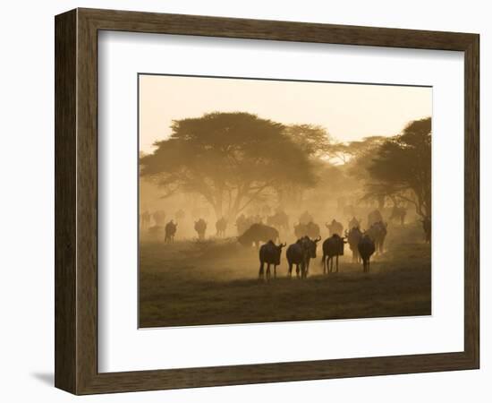 Wildebeest Migration, Tanzania-Charles Sleicher-Framed Photographic Print