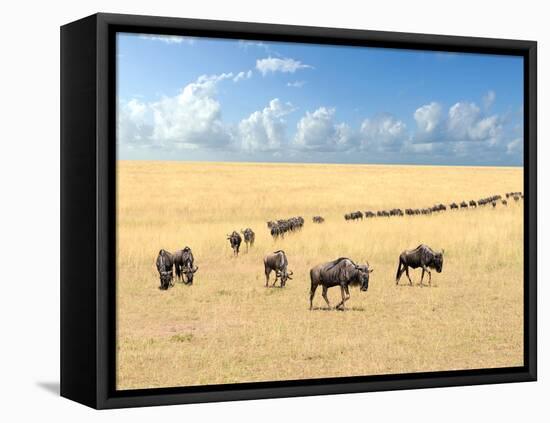 Wildebeest, National Park of Kenya, Africa-Volodymyr Burdiak-Framed Premier Image Canvas