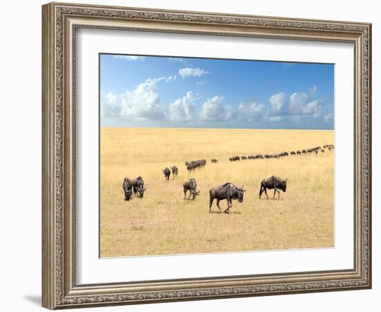 Wildebeest, National Park of Kenya, Africa-Volodymyr Burdiak-Framed Photographic Print
