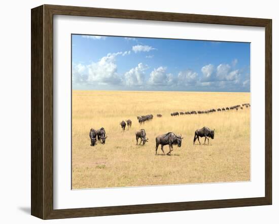 Wildebeest, National Park of Kenya, Africa-Volodymyr Burdiak-Framed Photographic Print