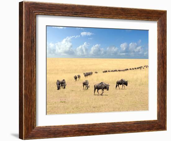 Wildebeest, National Park of Kenya, Africa-Volodymyr Burdiak-Framed Photographic Print