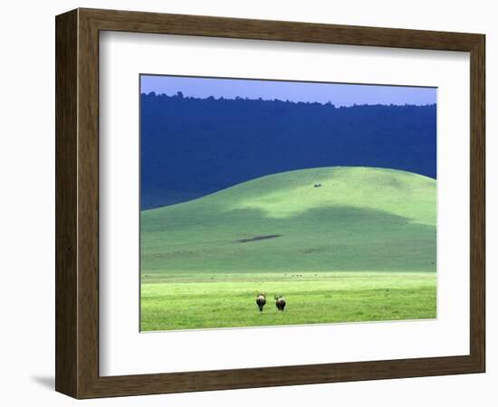 Wildebeest on Grassland in Ngorongoro Crater-Tibor Bogn?r-Framed Photographic Print