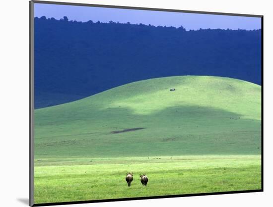 Wildebeest on Grassland in Ngorongoro Crater-Tibor Bogn?r-Mounted Photographic Print