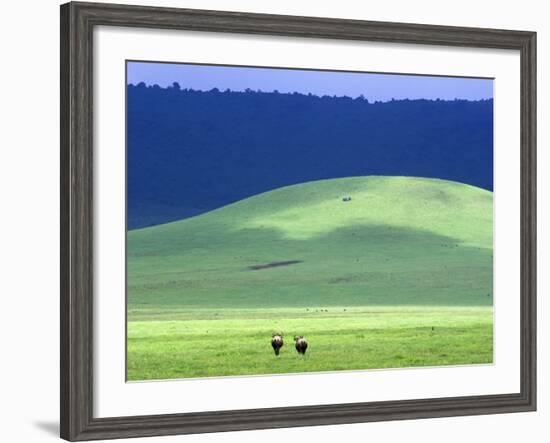 Wildebeest on Grassland in Ngorongoro Crater-Tibor Bogn?r-Framed Photographic Print