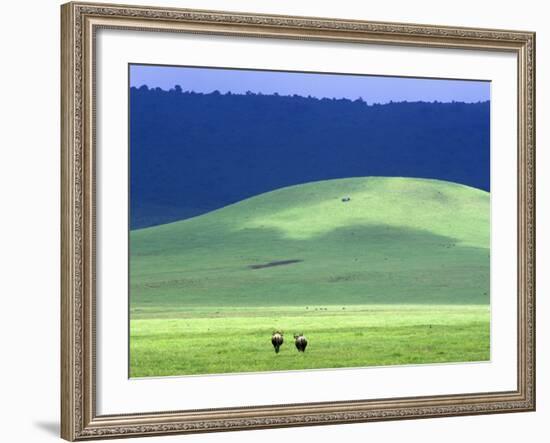 Wildebeest on Grassland in Ngorongoro Crater-Tibor Bogn?r-Framed Photographic Print