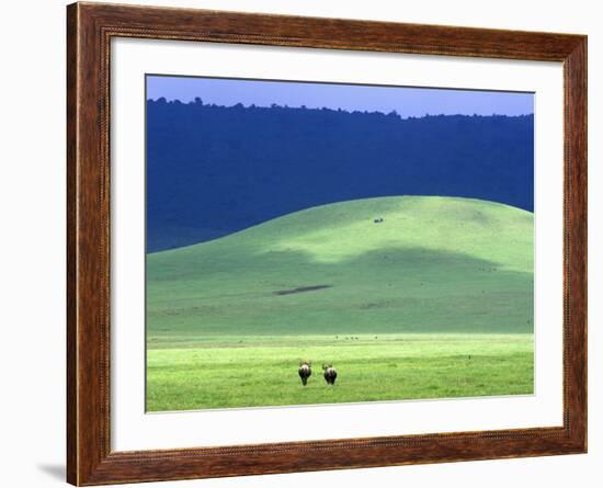 Wildebeest on Grassland in Ngorongoro Crater-Tibor Bogn?r-Framed Photographic Print