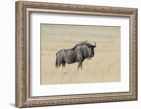 Wildebeest on the open pan Etosha National Park-Darrell Gulin-Framed Photographic Print