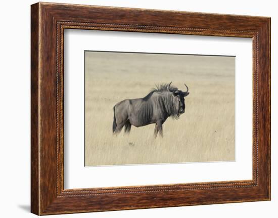 Wildebeest on the open pan Etosha National Park-Darrell Gulin-Framed Photographic Print