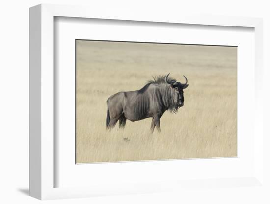 Wildebeest on the open pan Etosha National Park-Darrell Gulin-Framed Photographic Print