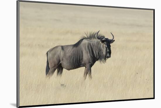 Wildebeest on the open pan Etosha National Park-Darrell Gulin-Mounted Photographic Print