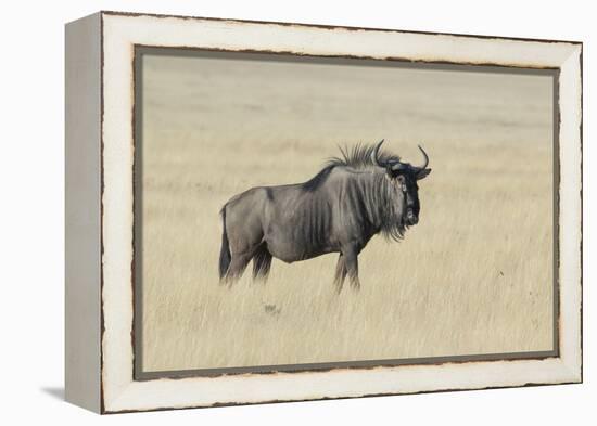 Wildebeest on the open pan Etosha National Park-Darrell Gulin-Framed Premier Image Canvas