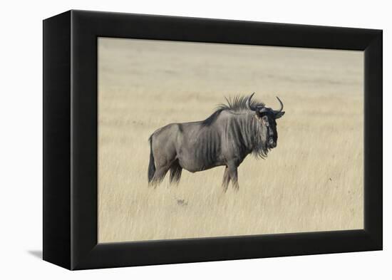 Wildebeest on the open pan Etosha National Park-Darrell Gulin-Framed Premier Image Canvas