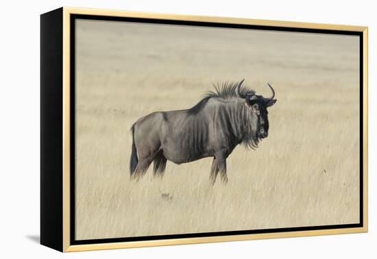 Wildebeest on the open pan Etosha National Park-Darrell Gulin-Framed Premier Image Canvas