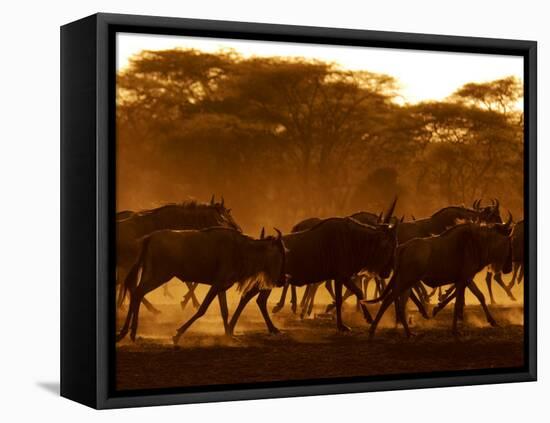 Wildebeest Running, Tanzania-Edwin Giesbers-Framed Premier Image Canvas