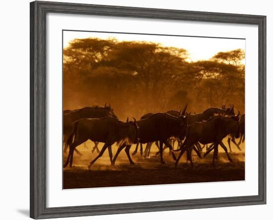 Wildebeest Running, Tanzania-Edwin Giesbers-Framed Photographic Print