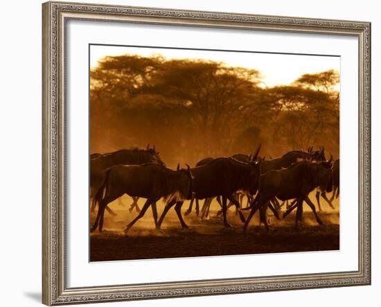 Wildebeest Running, Tanzania-Edwin Giesbers-Framed Photographic Print